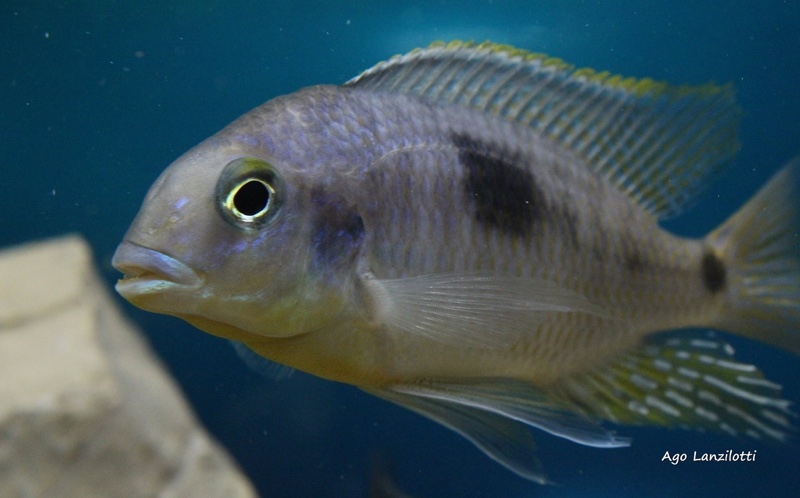 Otopharynx sp. 'auromarginatus margrette'